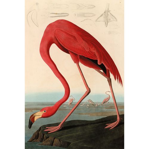 By Kohler  American Red Flamingo 80x120x2cm (108714)
