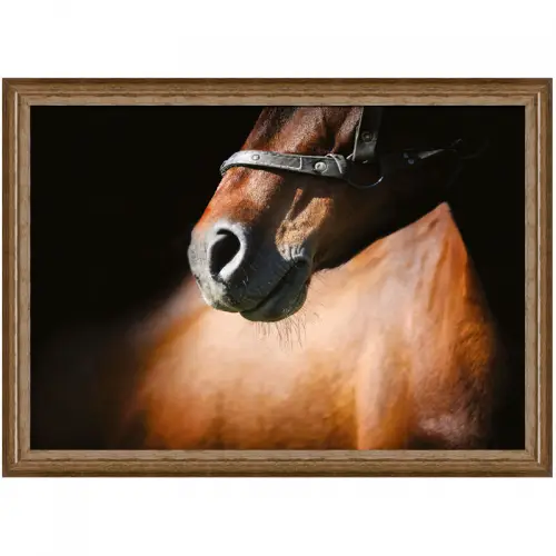 By Kohler  Brown Horse 3 80x60x3cm (105175)