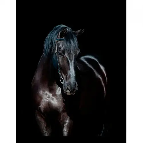  Black Horse 3 60x80x3cm