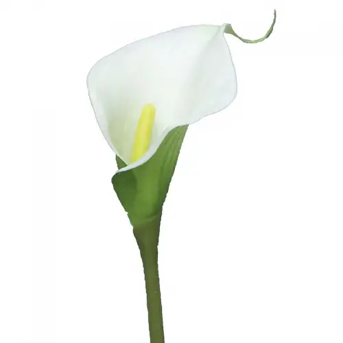  Calla Sannah Cream 8x8x57cm