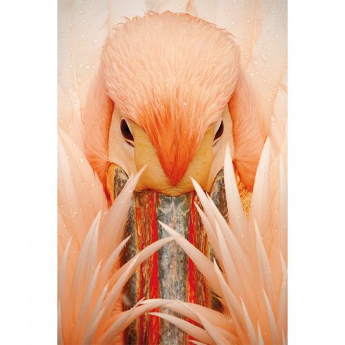 By Kohler  Pink Pelican 120x180cm (200230)