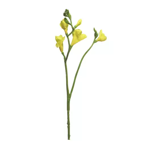  Freesia floramunda yellow 65cm