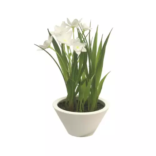  Daffodil w/white pot cream 18cm