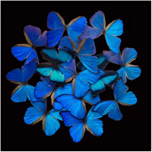 By Kohler  Blue Butterfly Explosion 120x120x2cm (114870)