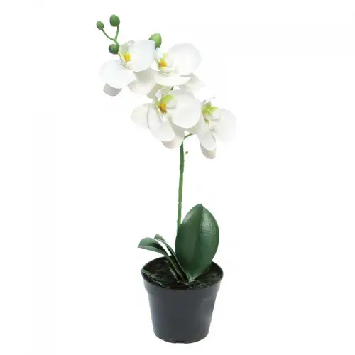 By Kohler  Phalaenopsis Bora x1 in pot 35 cm (114989)