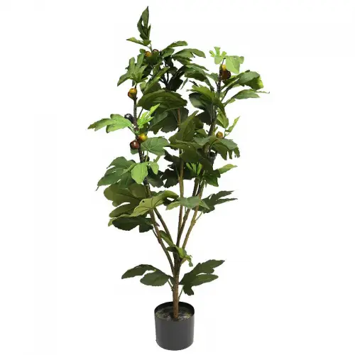 By Kohler  Ficus Carica (fig tree) in pot 127 cm (114991)
